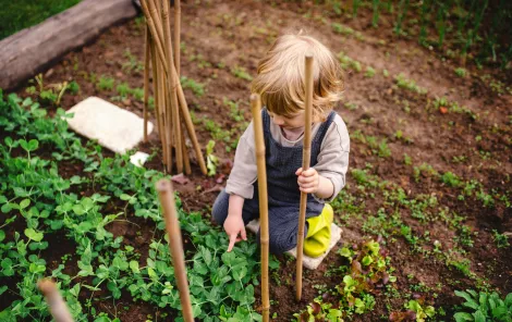 A child is kneeling in the garden pointing to the beans that are growing in the soil. They are wearing overalls and yellow gumboots. 