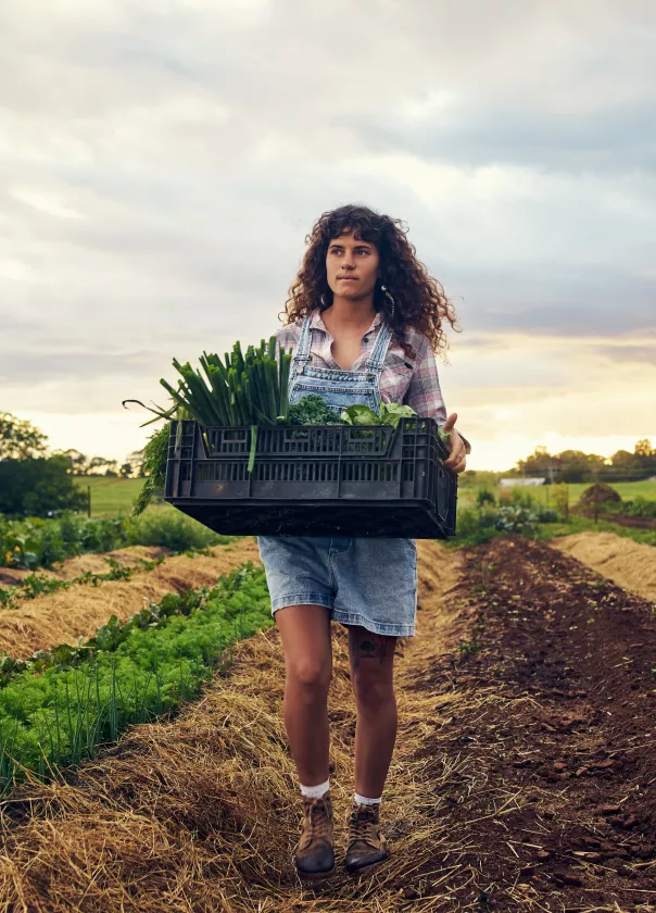 A curly haired woman in overalls is carrying a crate of green vegetables through a field of green crops. 